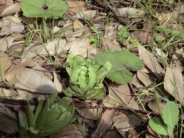 春の匂いです サラサホーム茂原のブログ